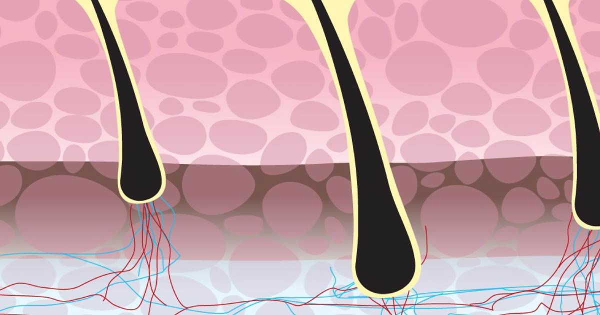 Hair Follicles